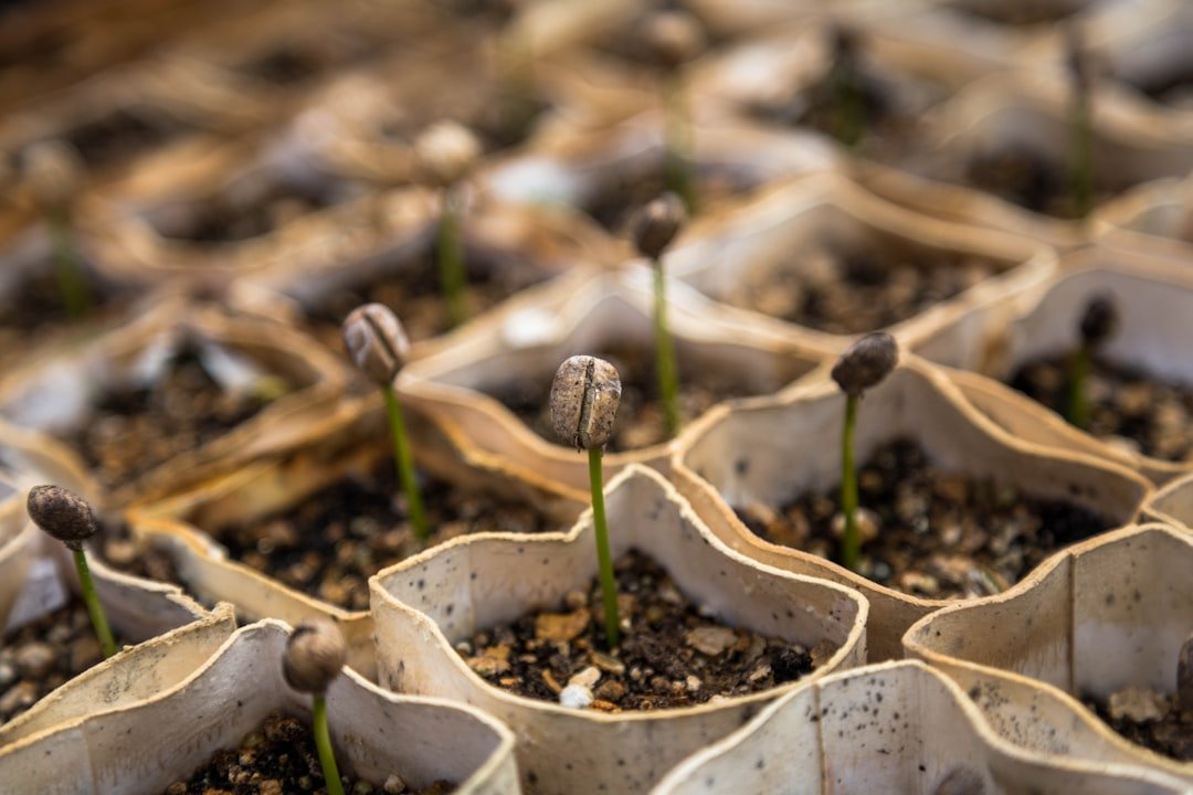 The Aromatic Journey: The History of Coffee from Bean to Brew - TI.CO