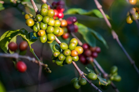 The Essential Brew: Why Freshness in Coffee Matters - TI.CO