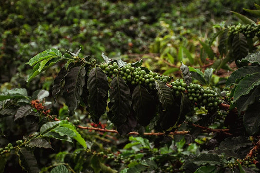 The Green Bean: Uncovering the Environmental Impact of Coffee Production - TI.CO