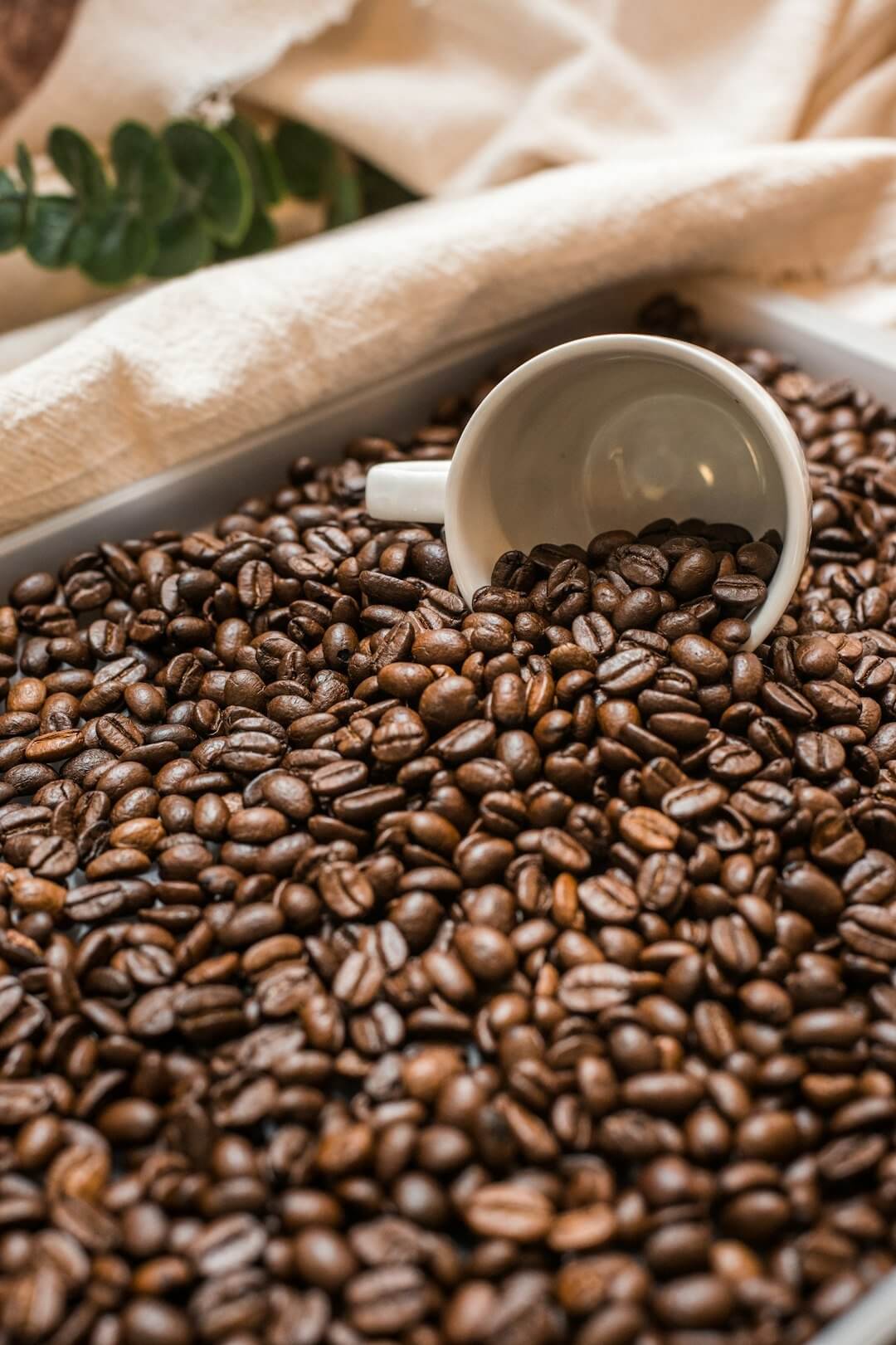 The Sustainable Coffee Movement: Brewing a Better Future - TI.CO